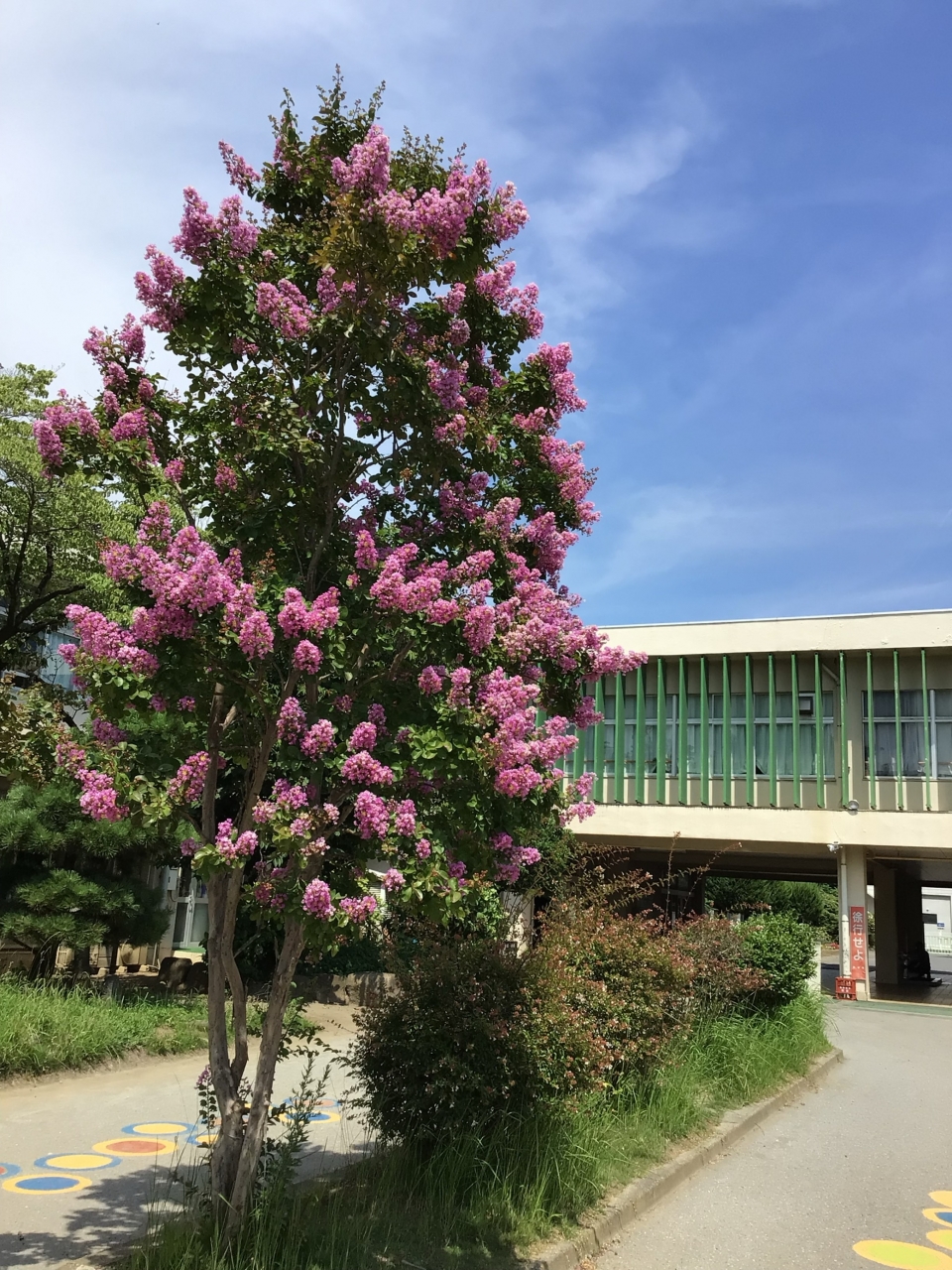 学校の写真